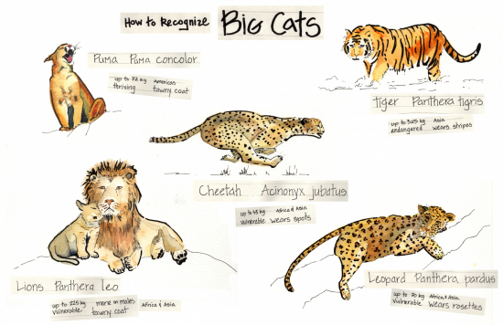 Big Cats Infographic