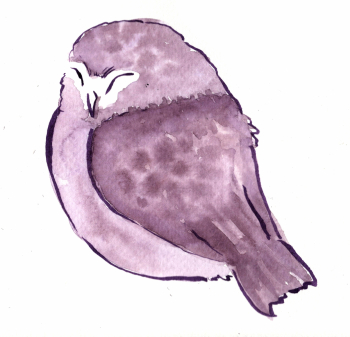 Sleepy Owl